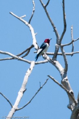 Red-headed Woodpecker