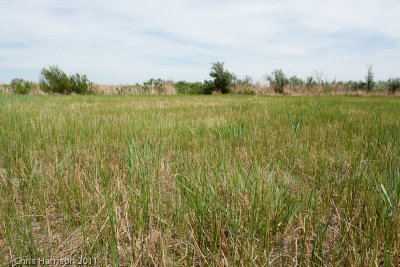 Meadow along Canadian RiverGene Howe WMAHemphill Co., TX