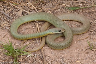 Coluber constrictor flaviventrisEastern Yellow-bellied Racer