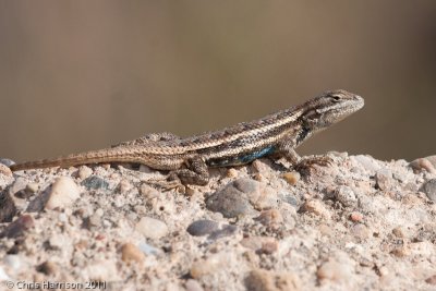 <i>Sceloporus cowlesi</i><br>Southwestern Fence Lizard