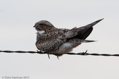Common Nighthawk