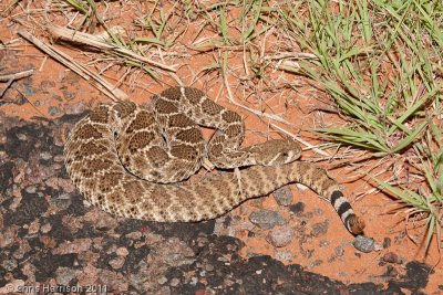 Crotalus atrox