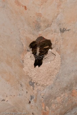 Northern Flickersleeping in swallow nest