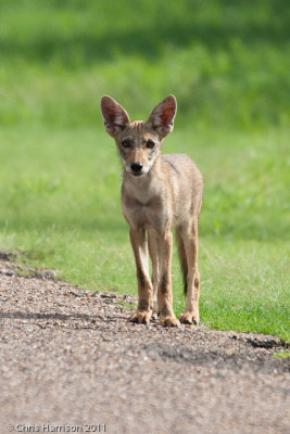 CoyoteCanis latransLaguna Atascosa NWR