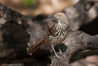 Long-billed Thrasher