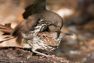 Long-billed Thrasher - mating