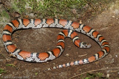 Lampropeltis gentilisRed Milksnake