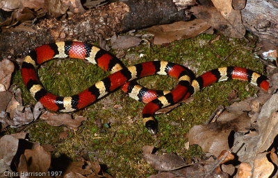 Lampropeltis gentilisLouisiana Milksnake
