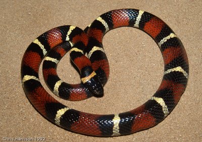 Lampropeltis annulataMexican Milksnake