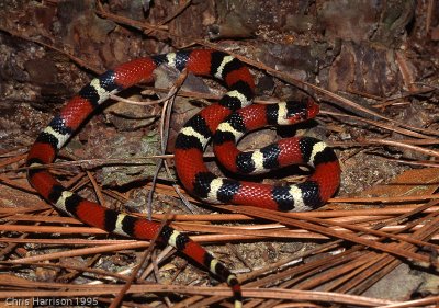 Lampropeltis elapsoidesScarlet Kingsnake