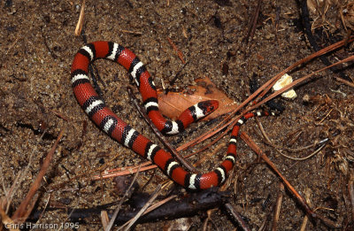 Lampropeltis elapsoidesScarlet Kingsnake
