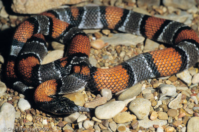 Lampropeltis alternaGray-banded Kingsnake
