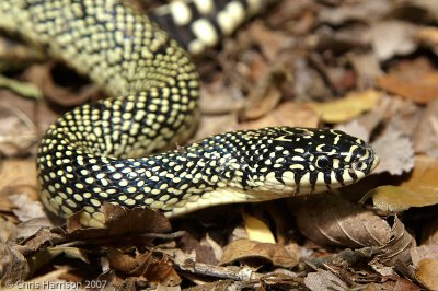 Lampropeltis holbrookiSpeckled Kingsnake