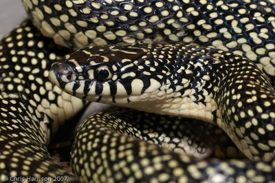 Lampropeltis holbrookiSpeckled Kingsnake