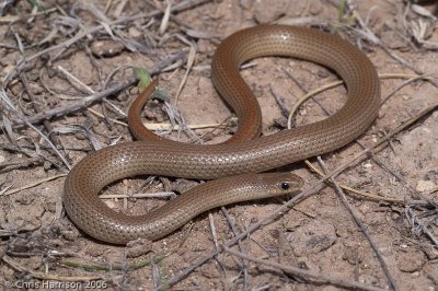 Sonora semiannulataCrockett Co., TX