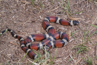 Lampropeltis gentilisBarnhardt Milksnake