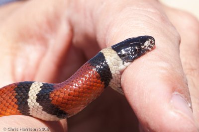 Lampropeltis gentilisBarnhardt Milksnake