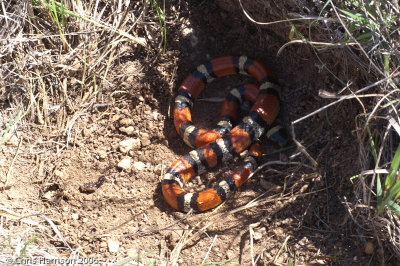 Lampropeltis gentilisBarnhardt Milksnake