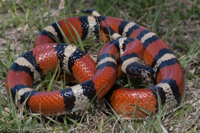 Lampropeltis gentilisBarnhardt Milksnake