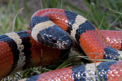 Lampropeltis gentilisBarnhardt Milksnake