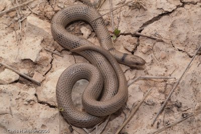Sonora semiannulataCrockett Co., TX