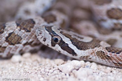 <i>Pantherophis emoryi</i><br>Great Plains Ratsnake