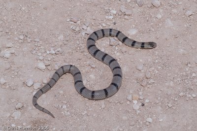 Sonora semiannulataCrockett Co., TX
