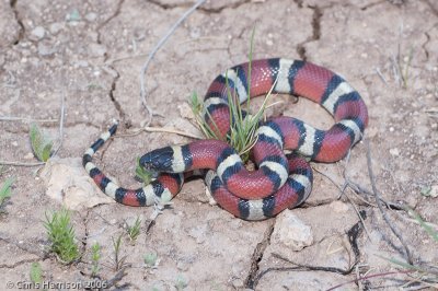 Lampropeltis gentilisBarnhardt Milksnake