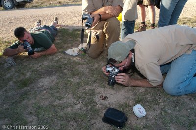 Lampropeltis gentilis vs Herp Papparozzi