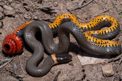 Diadophis punctatusRingneck Snake