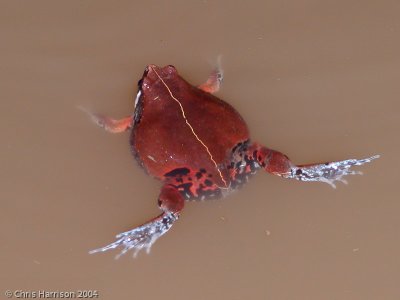 Hypopachus variolosusSheep Frog
