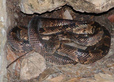 Trimorphodon quadruplexTuxtla Guttierez Zoo, Chiapas