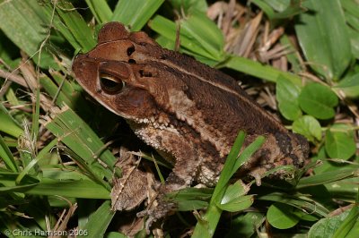 Incilius vallicepsSouthern Gulf Coast Toad