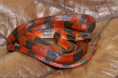 Oxyrhopus petolariusPalenque, Chiapas