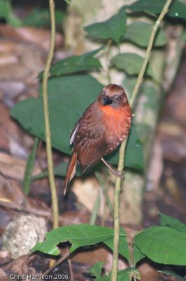 Red-throated Ant-Tanager