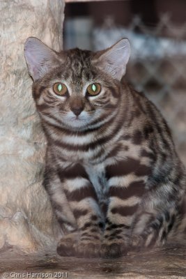 Black-footed CatFelis nigripes