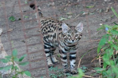 Black-footed CatFelis nigripes