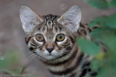 Black-footed CatFelis nigripes