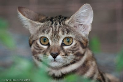 Black-footed CatFelis nigripes