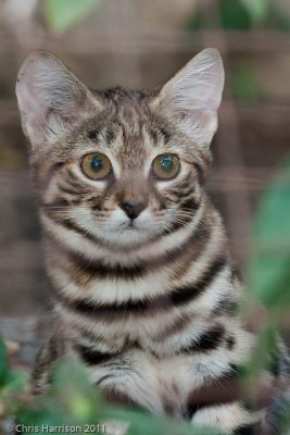 Black-footed CatFelis nigripes