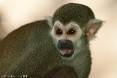 <b>Black-capped Squirrel Monkey</b><br><i>Saimiri boliviensis</i>