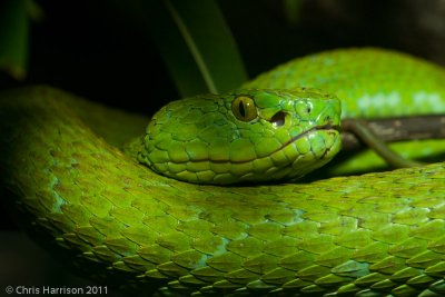 Bothriechis rowleyi