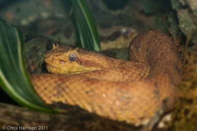 Bothriechis schlegelii