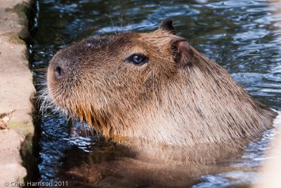 CapybaraHydrochoerus hydrochaeris