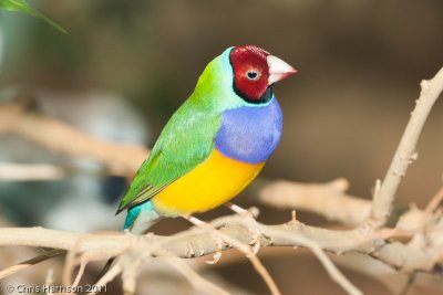 Gouldian Finch<br>San Antonio Zoo