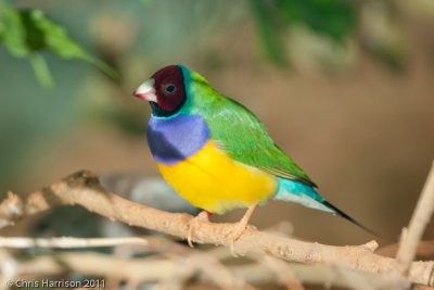 Gouldian FinchSan Antonio Zoo