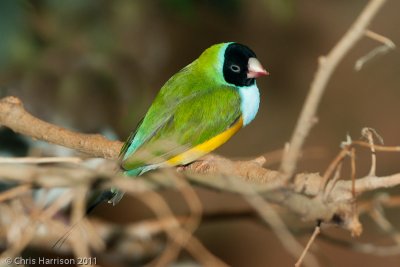 Gouldian FinchSan Antonio Zoo