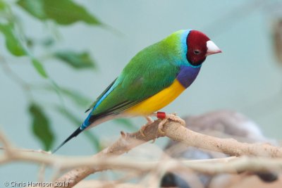 Gouldian FinchSan Antonio Zoo