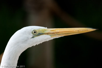 Great Egret