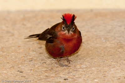 Red-crested FinchSan Antonio Zoo